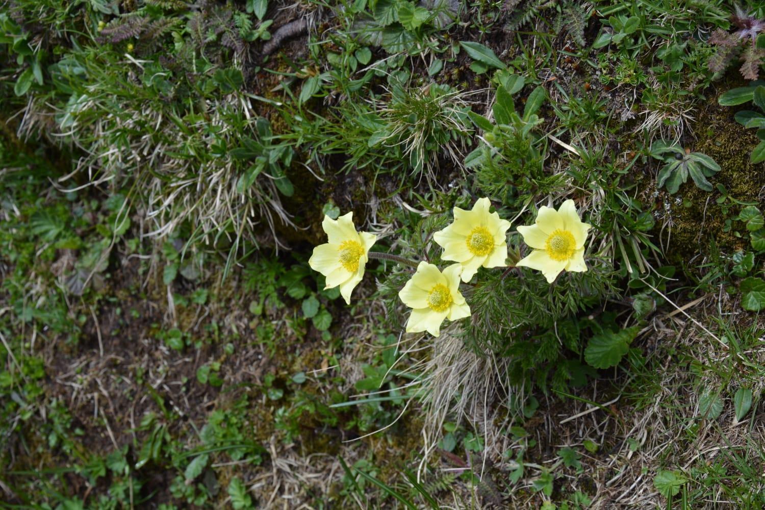 Appartamento Mountain Alleghe Camera foto